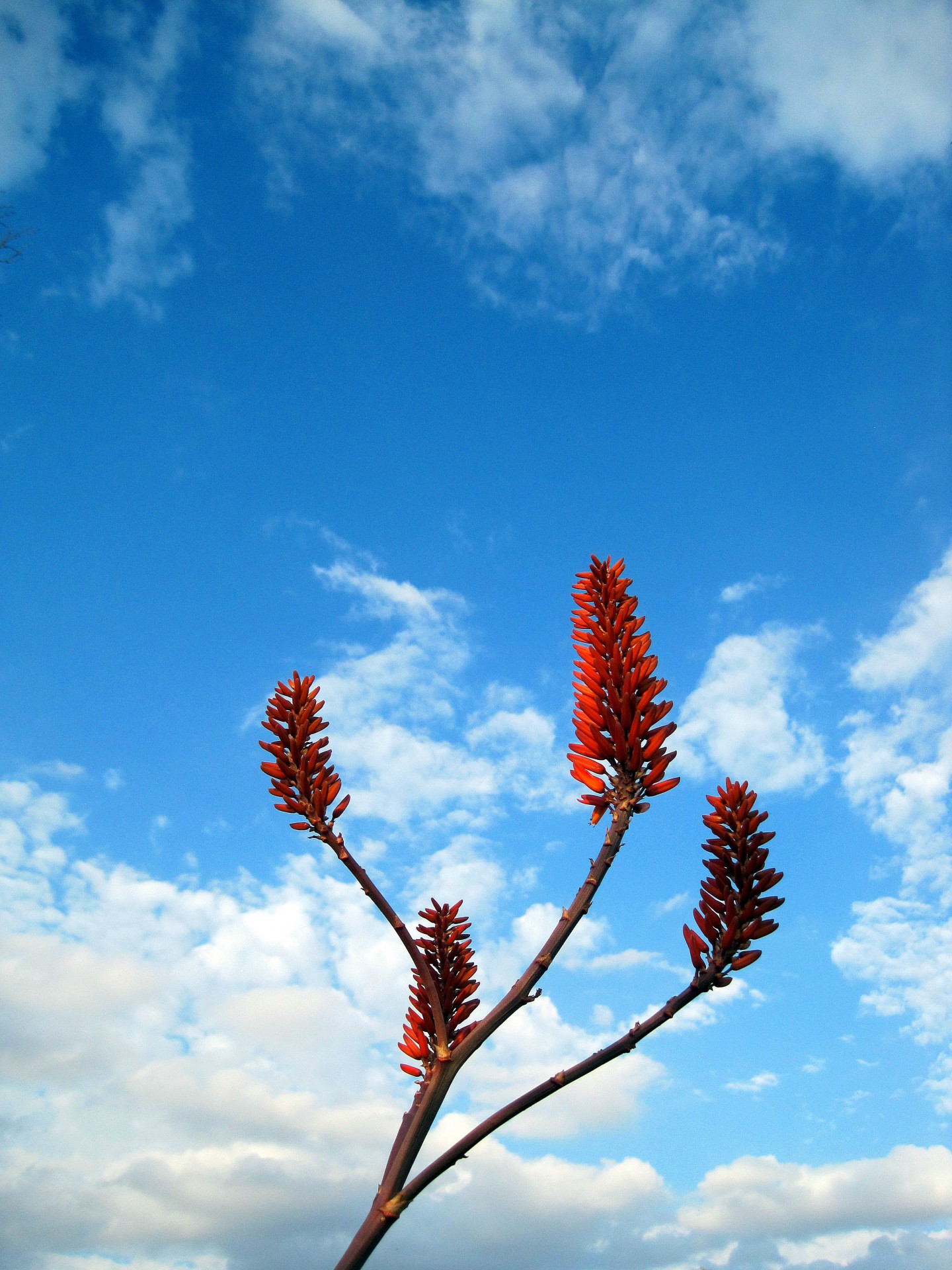 sky blue flowers free photo