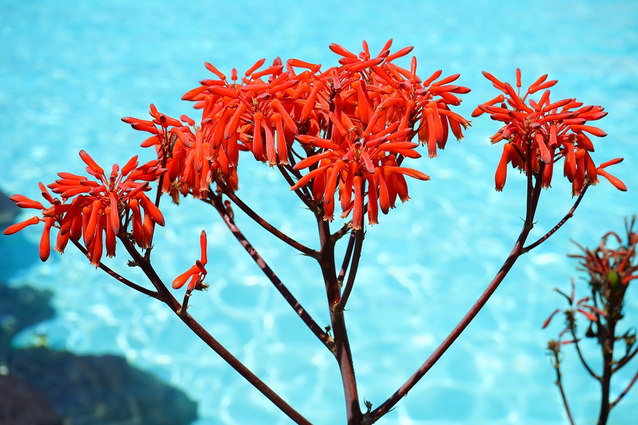 aloe maculata flowers red free photo