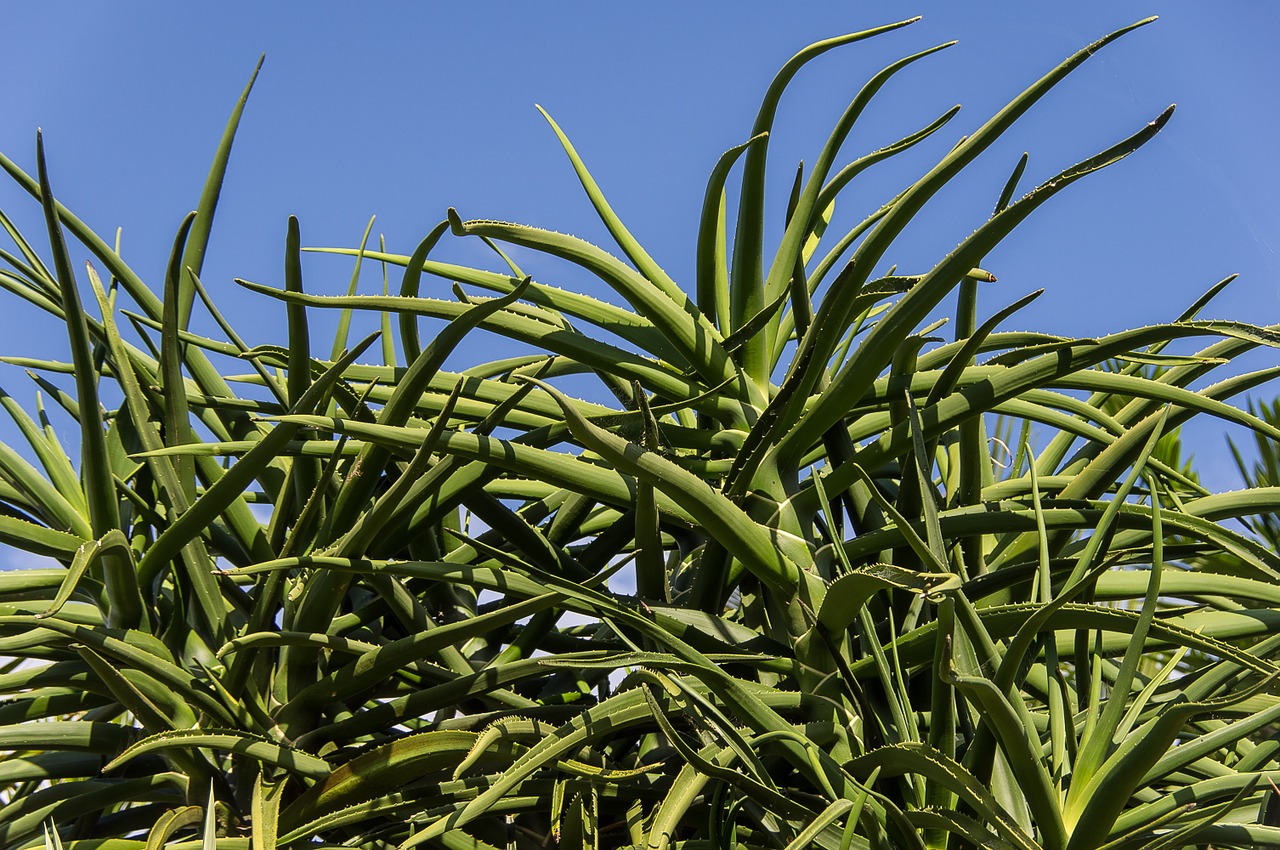 aloe tree aloe barberae tree free photo