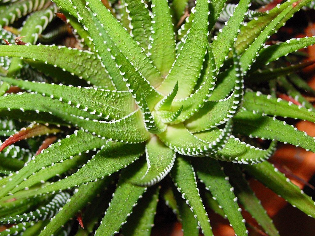 aloe vera agave cactus free photo