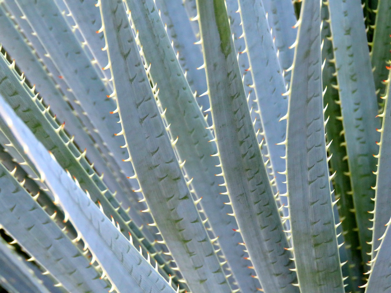aloe vera plant arizona free photo