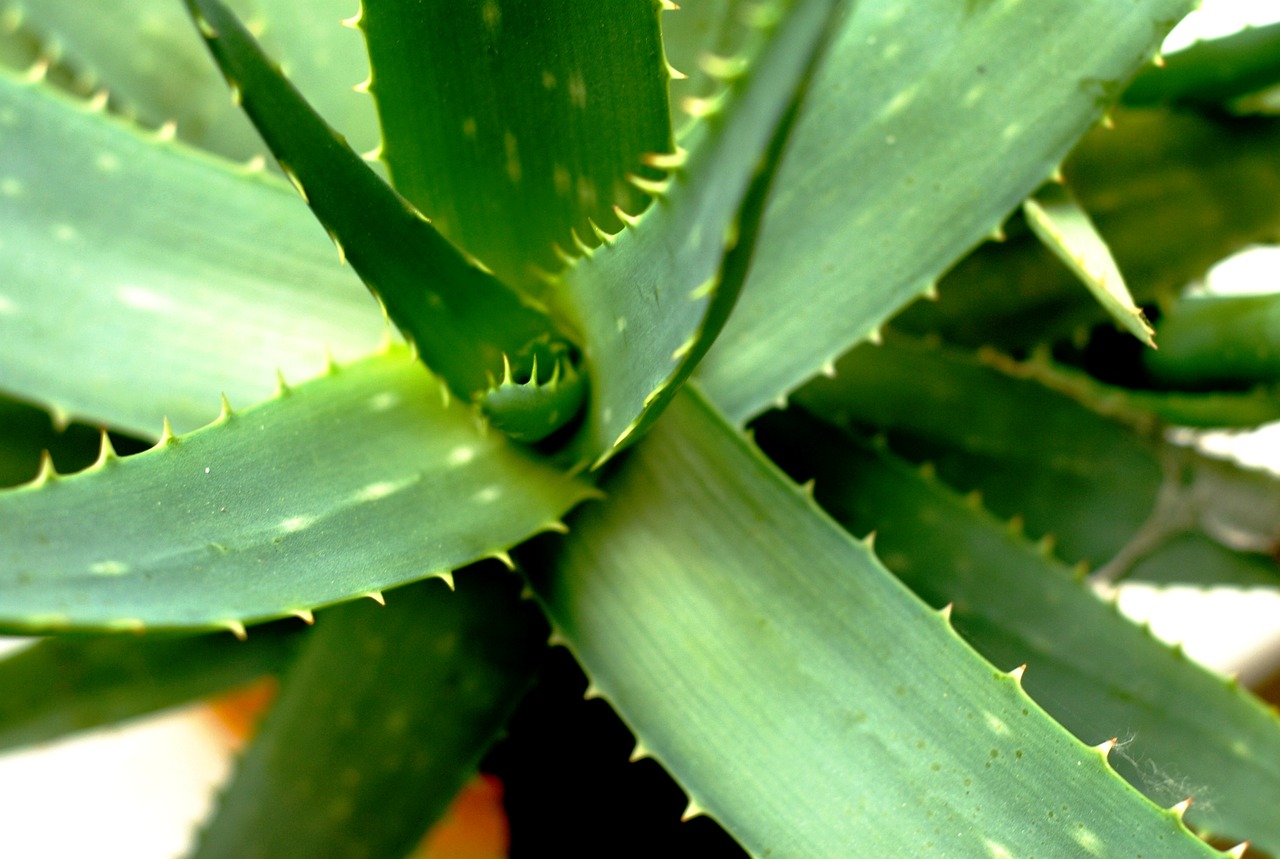 aloe vera spines healing free photo