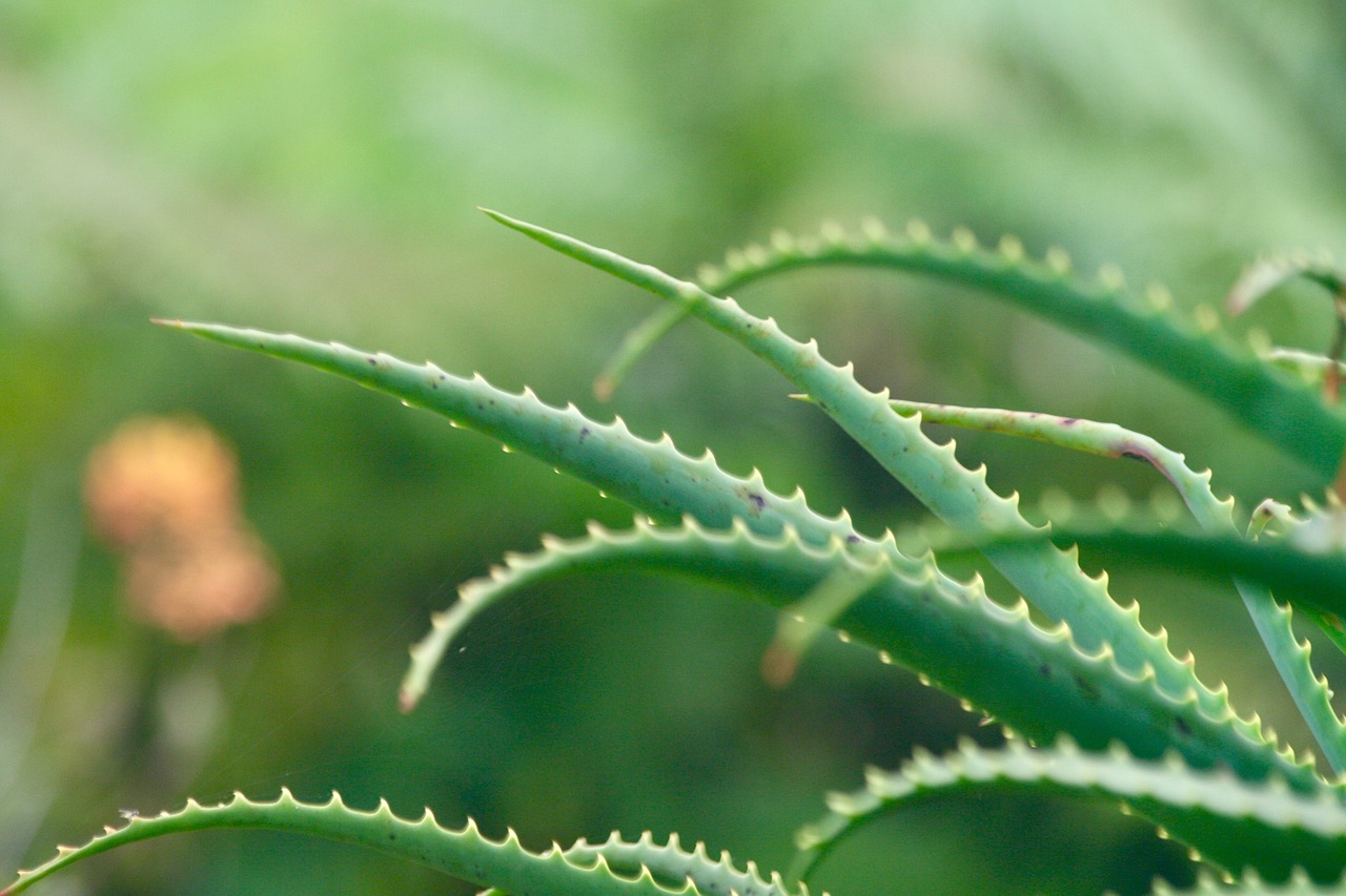 aloe vera  background  leaf free photo