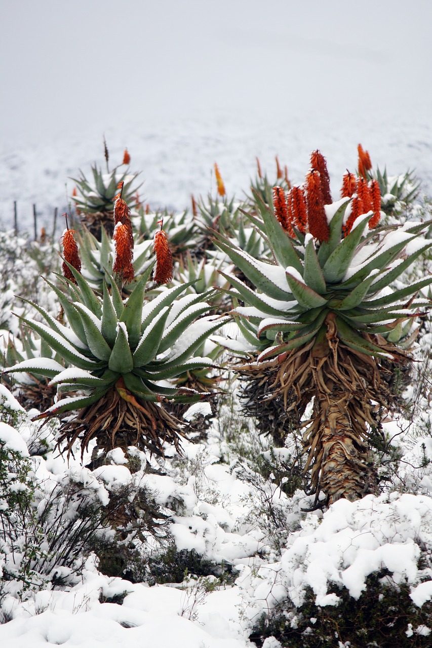 aloe vera  snow  landscape free photo