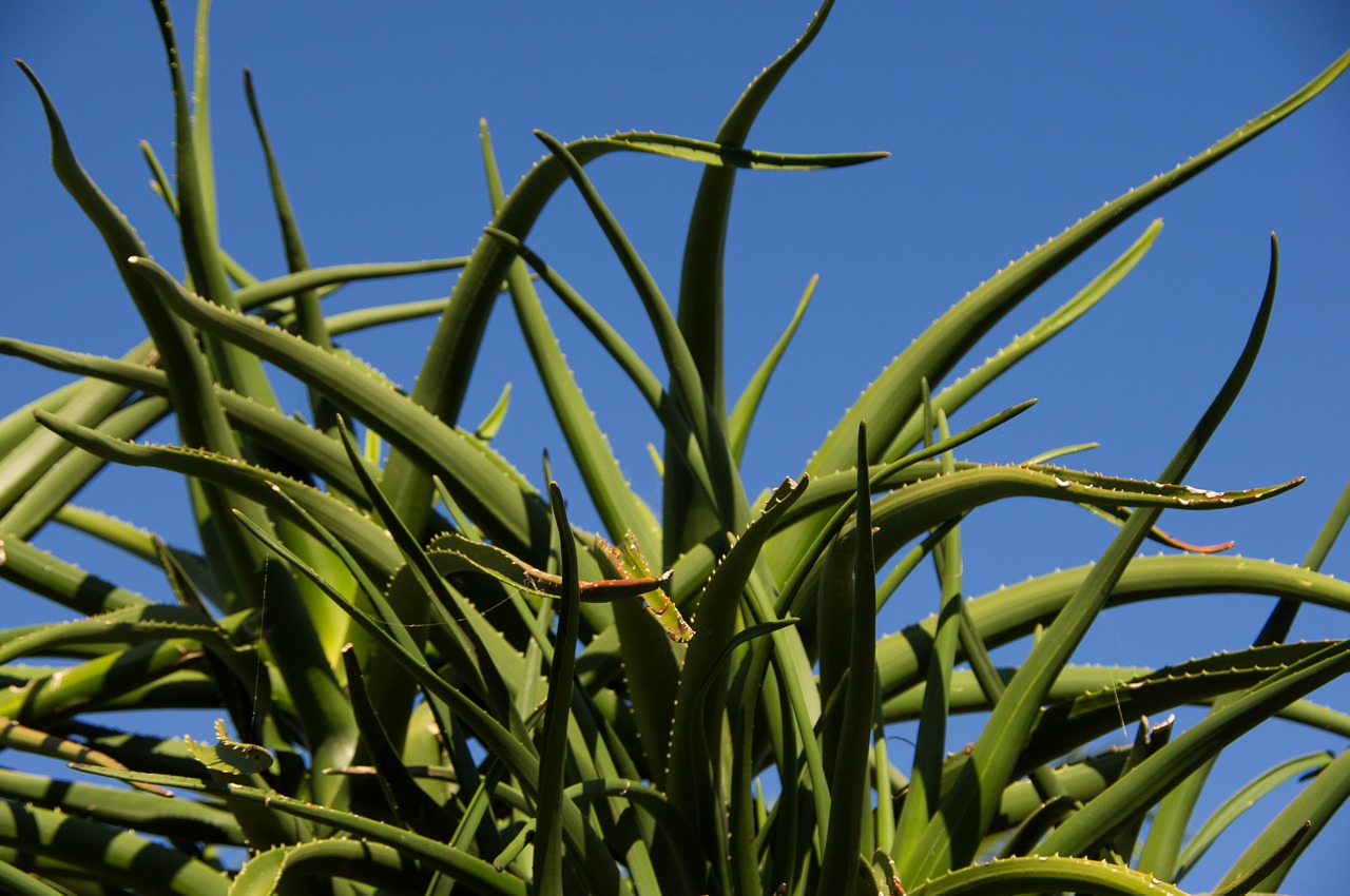 aloe vera succulent green free photo