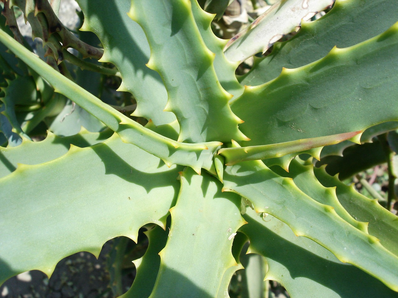 aloe vera agave plant free photo