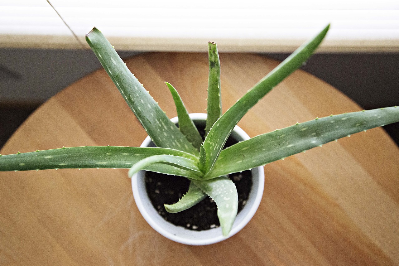 aloe vera succulent potted free photo