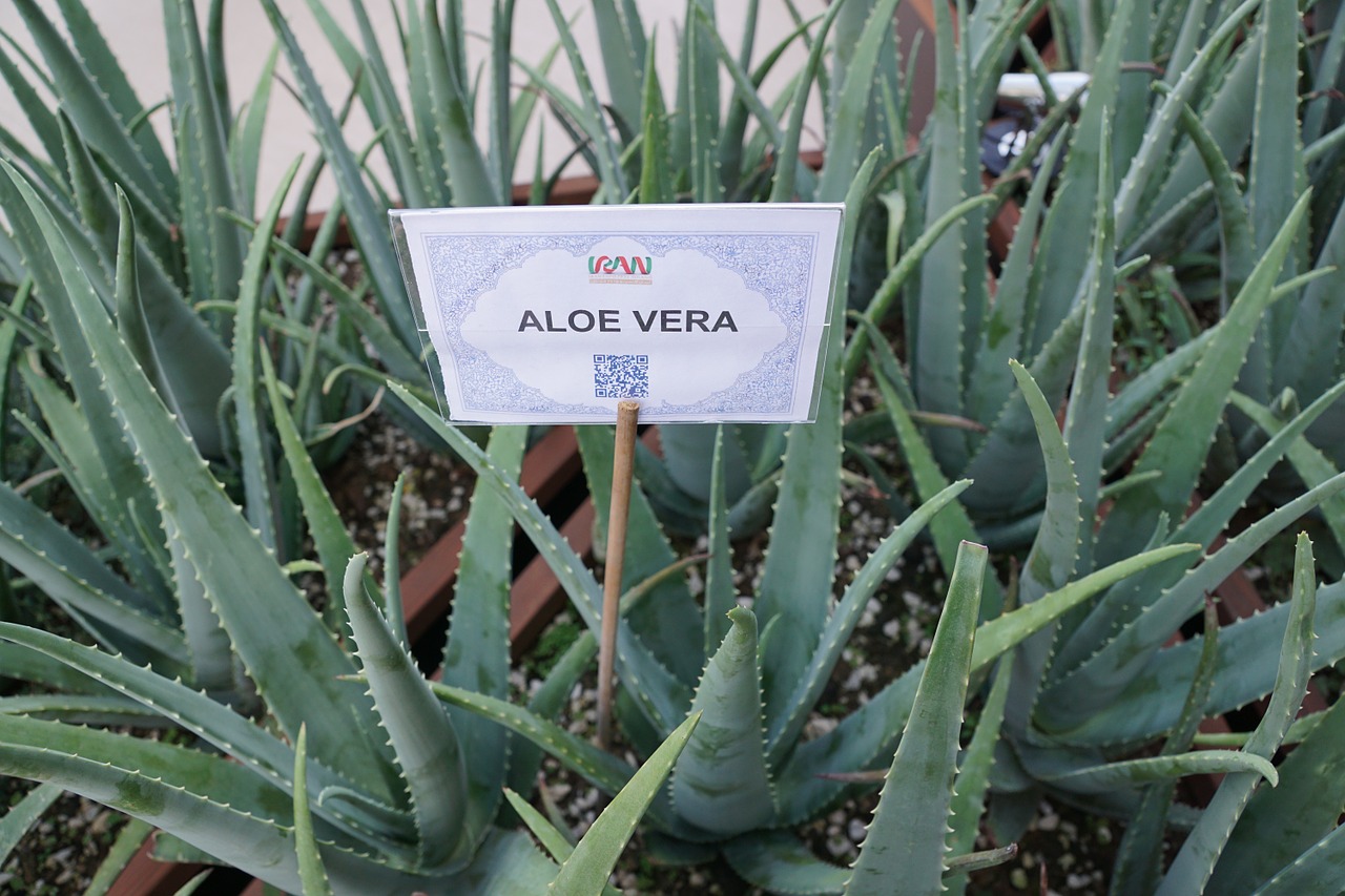 aloe vera plant healthy free photo