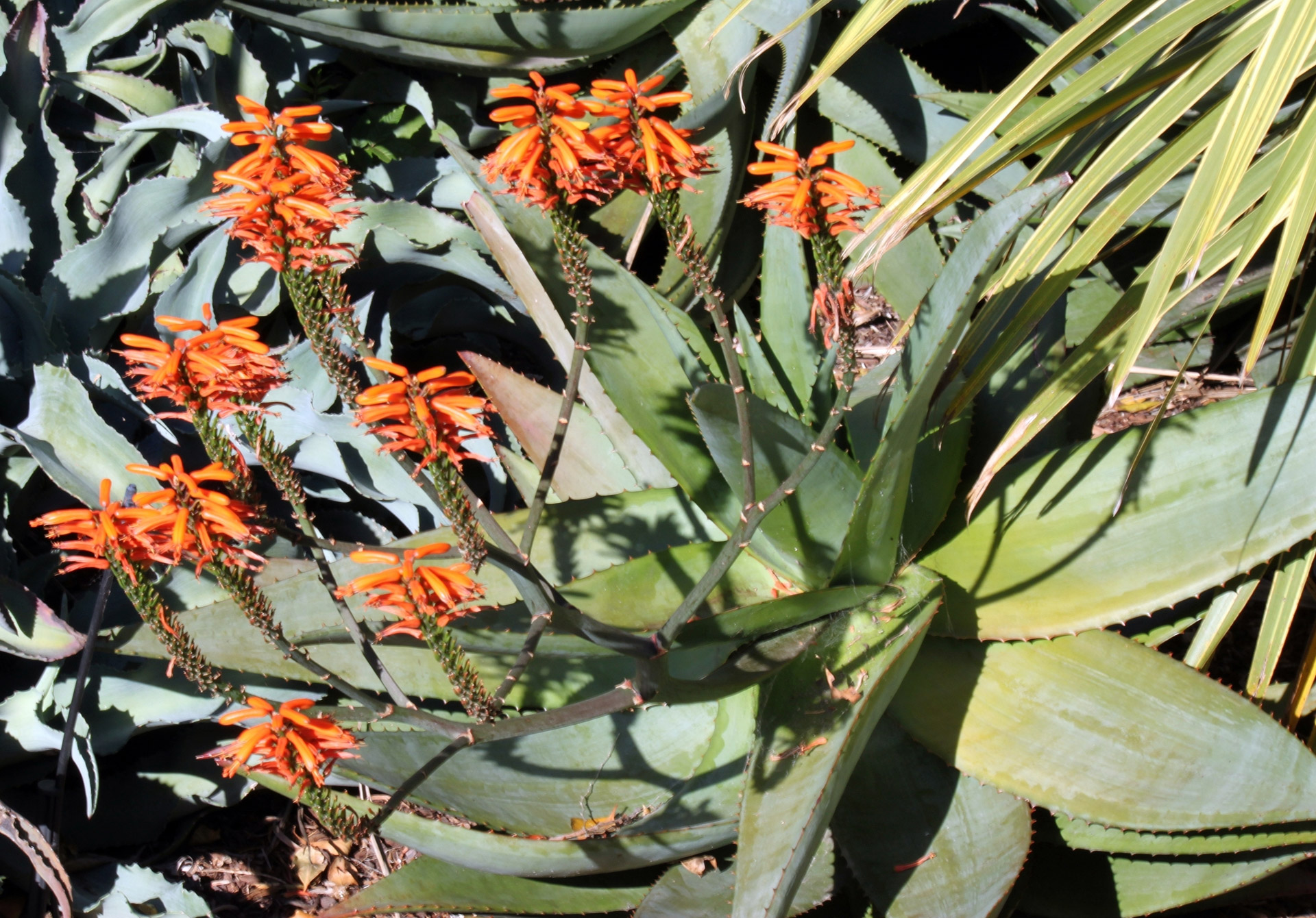 sydney botanic garden red aloe vera flower free photo