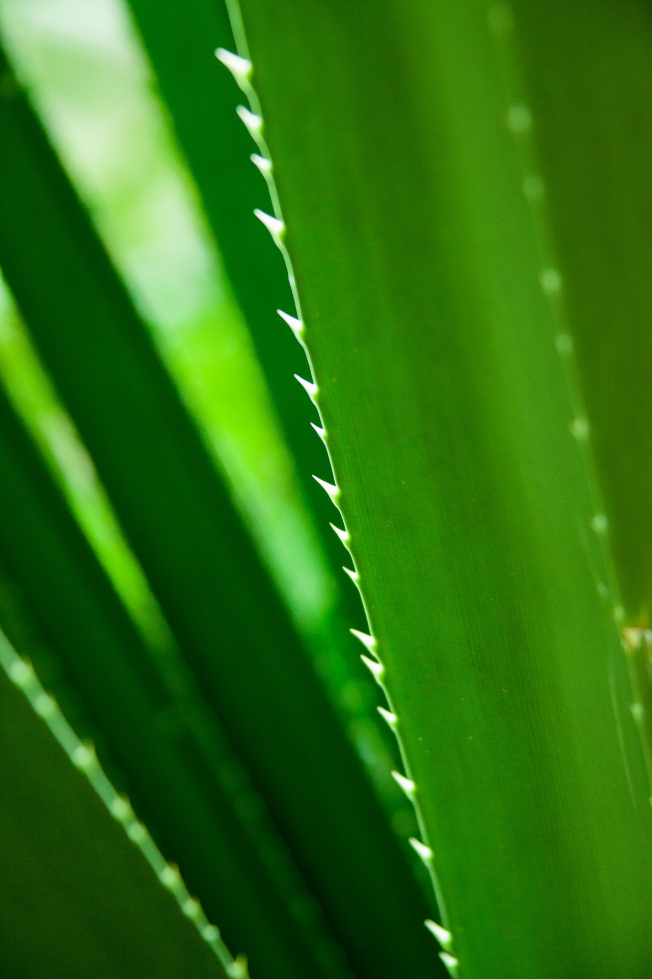 Download free photo of Aloe vera,background,closeup,detail,green - from  
