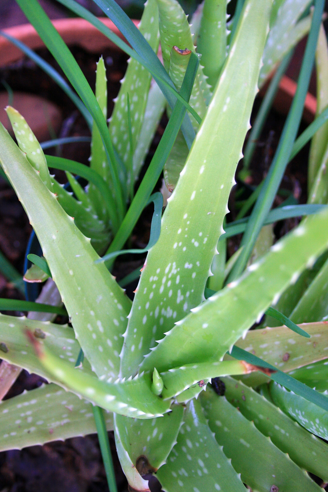 aloe leaves speckled free photo