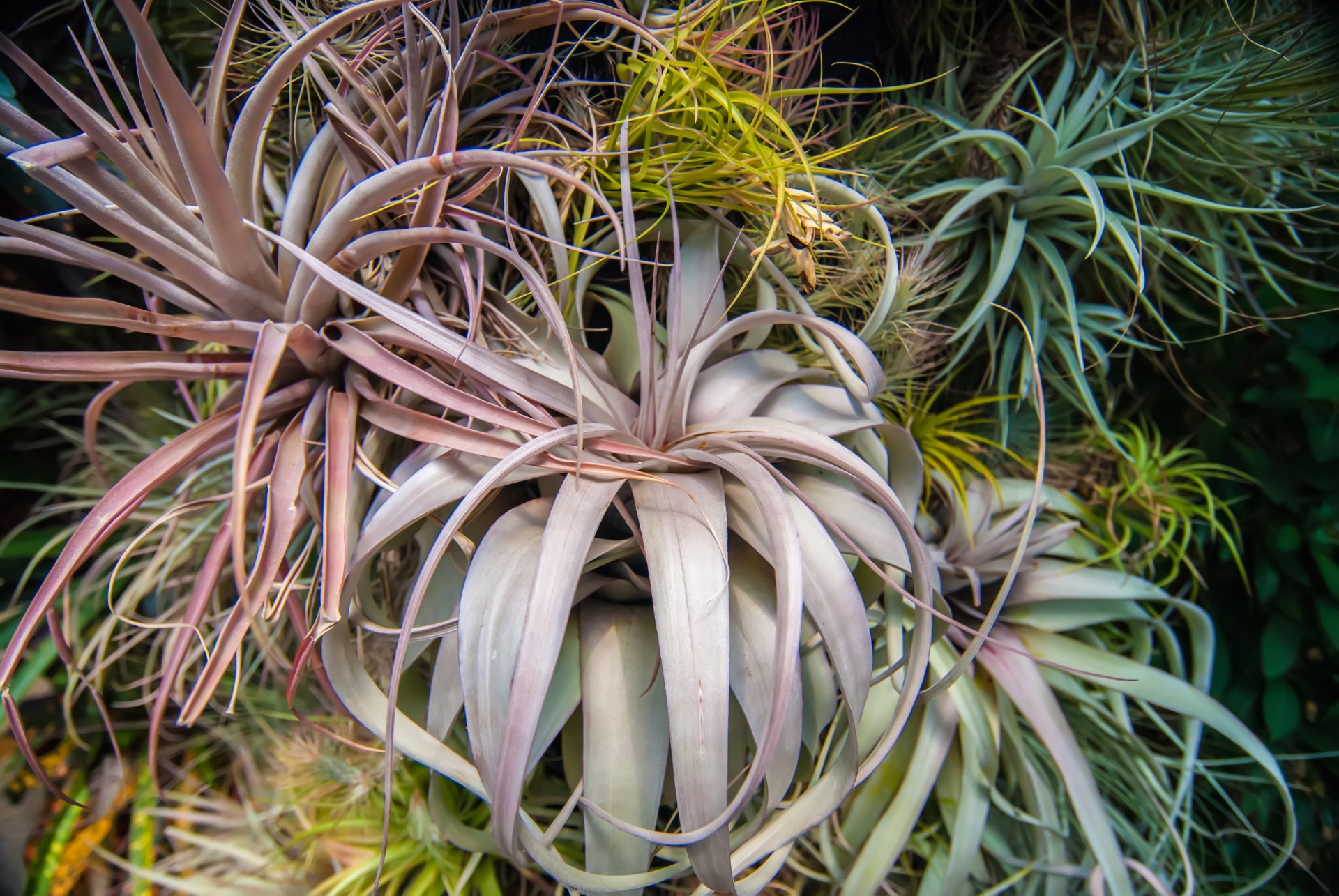 botanical botany daniel stowe botanical garden free photo