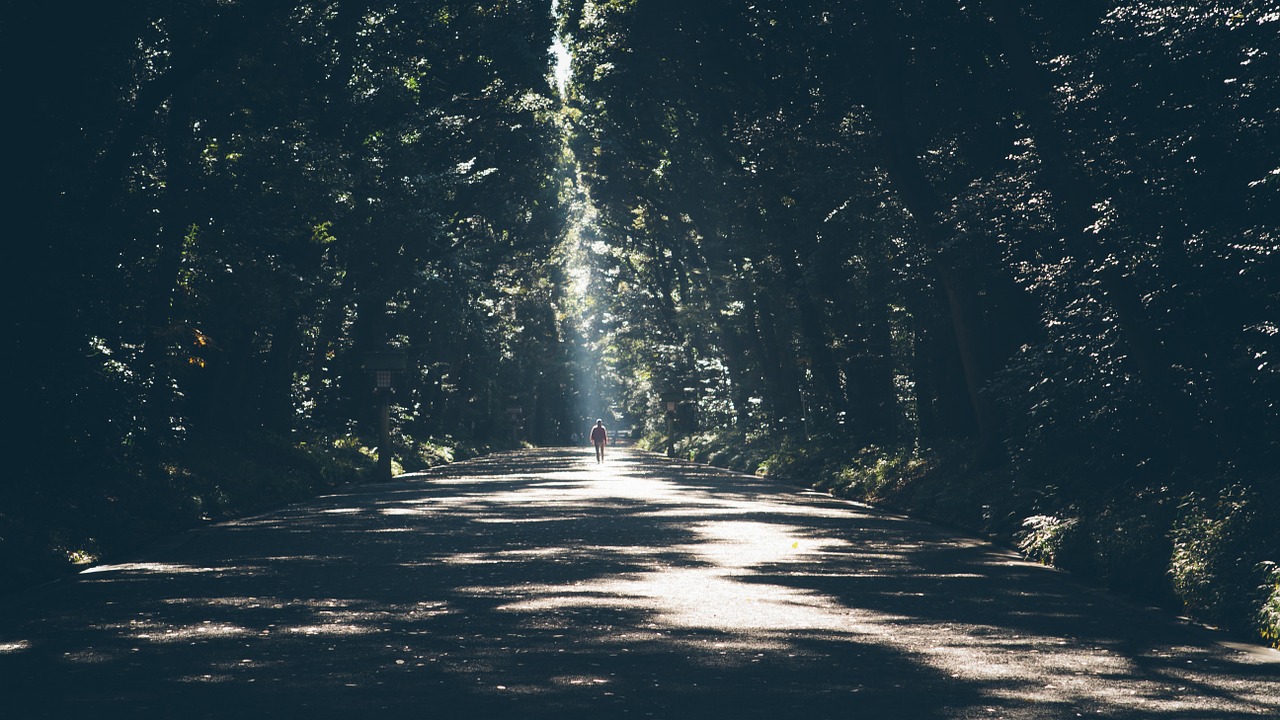 alone forest perspective free photo