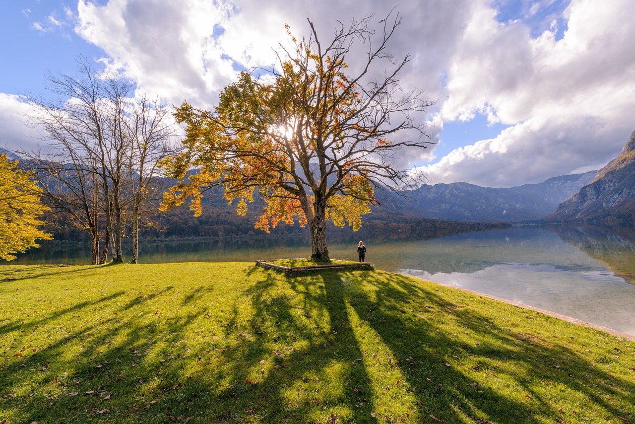 alone tree shadows free photo