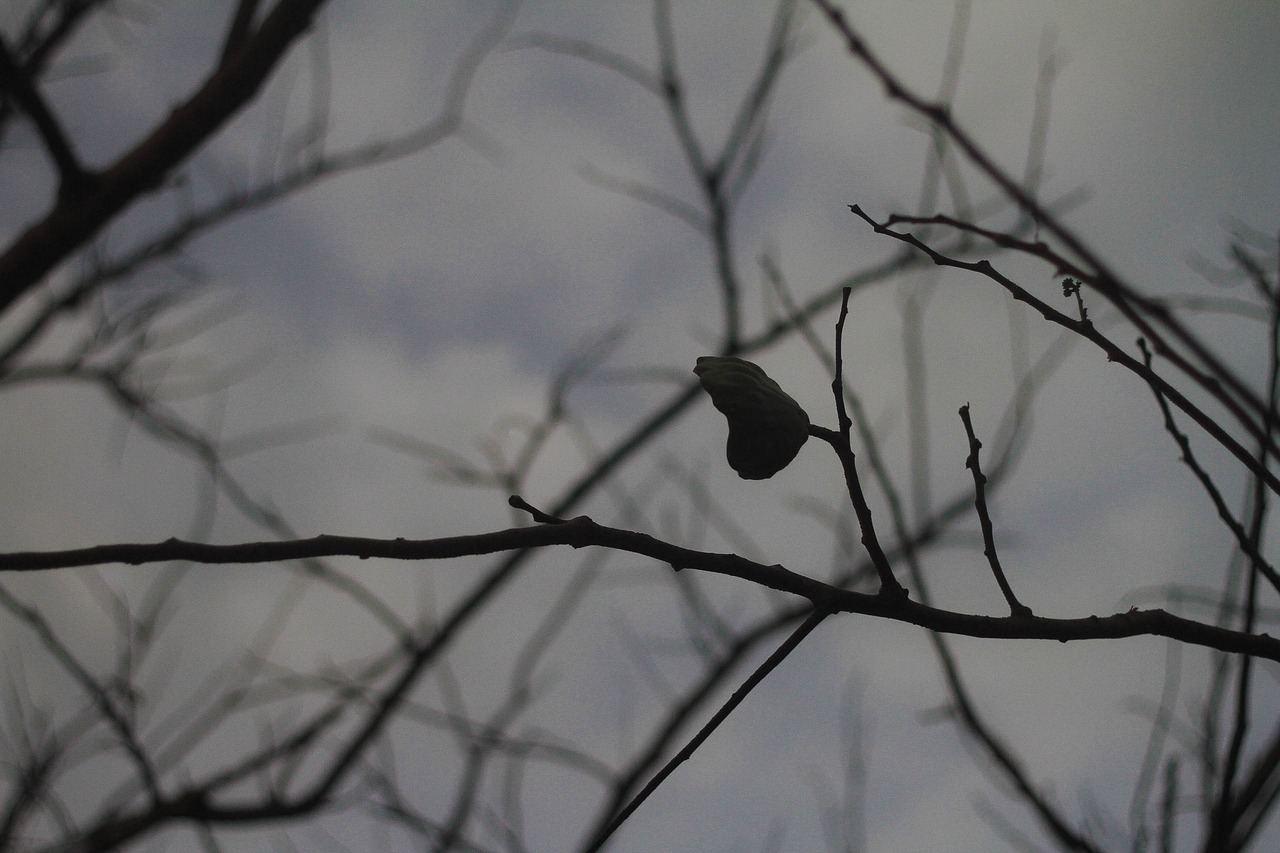 alone art gray sky free photo