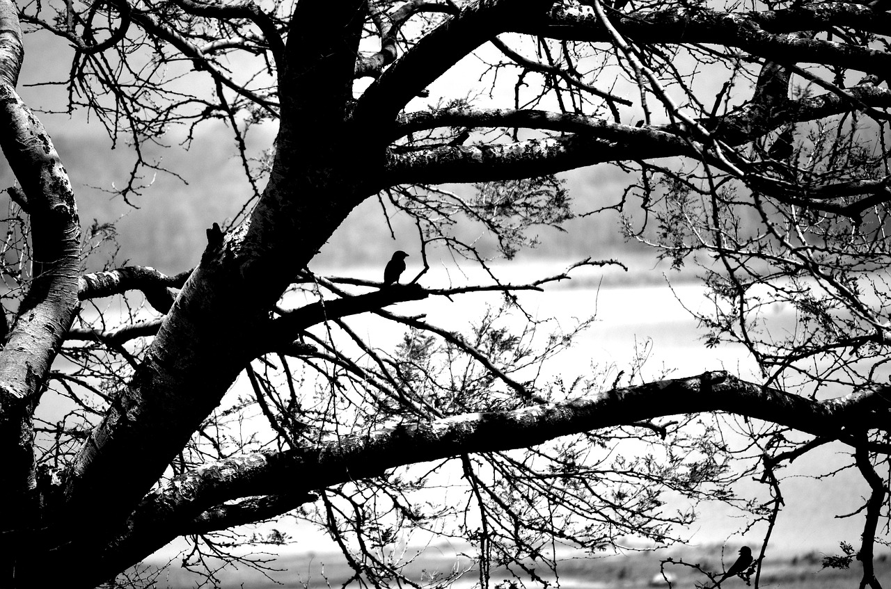 alone black tree free photo