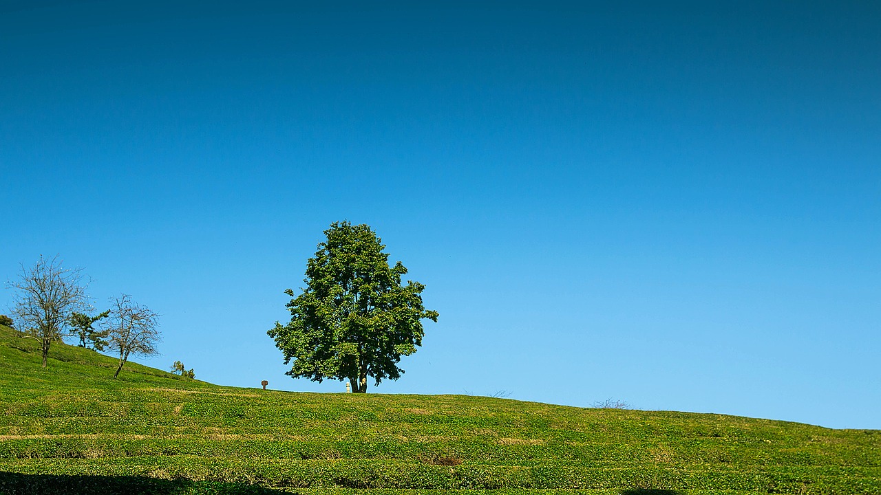 alone alone tree landscape free photo