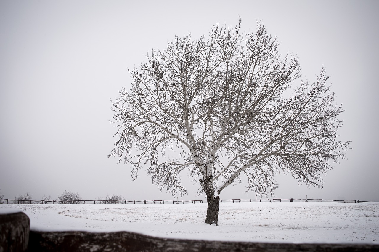 alone  tree  nature free photo