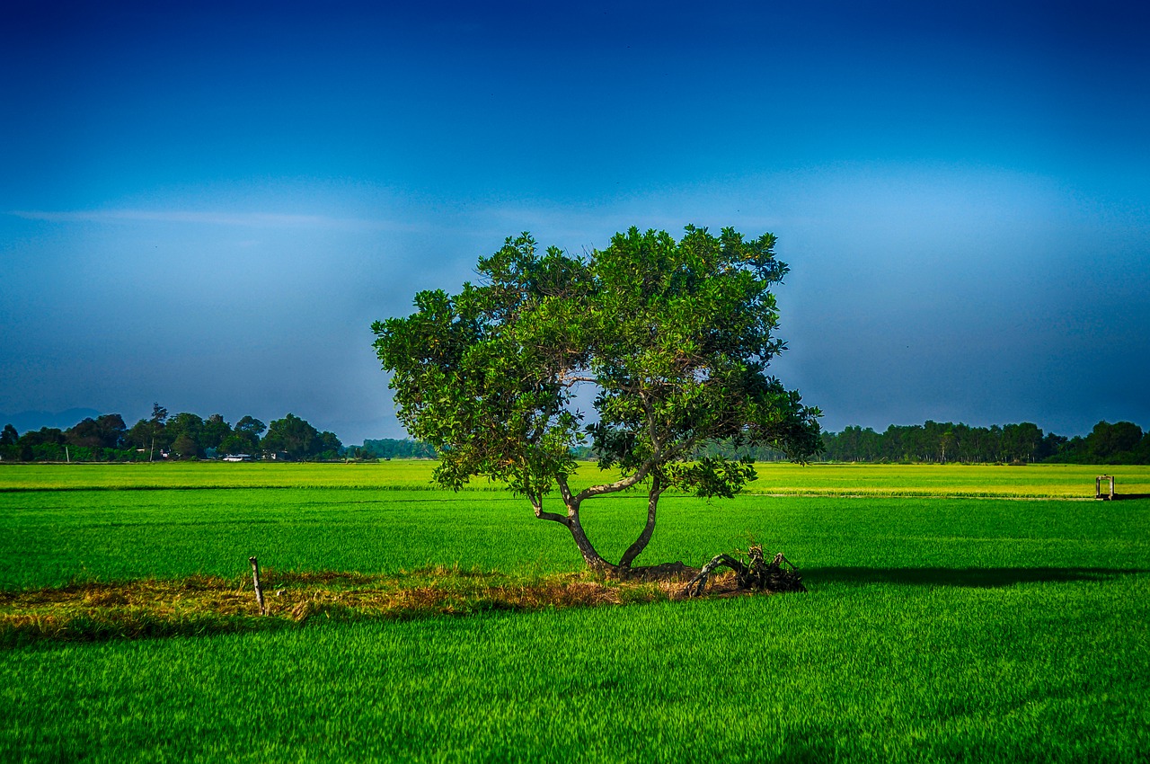 alone  tree  nature free photo