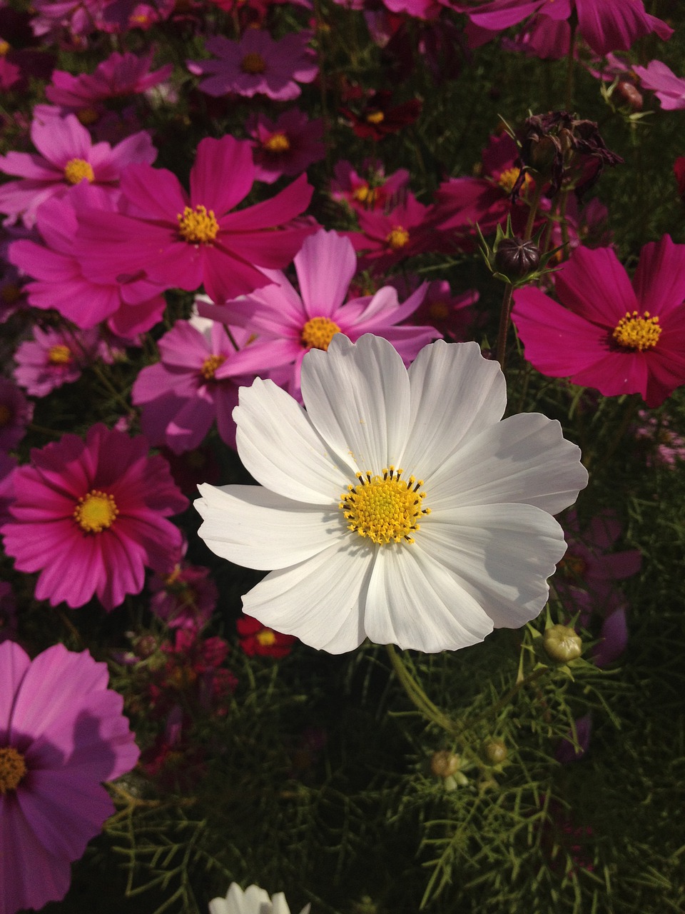 alone  lonely  flowers free photo