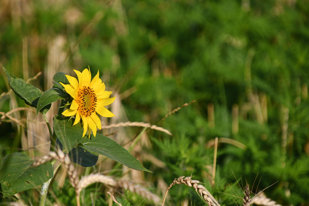 alone  sunflower  yellow free photo