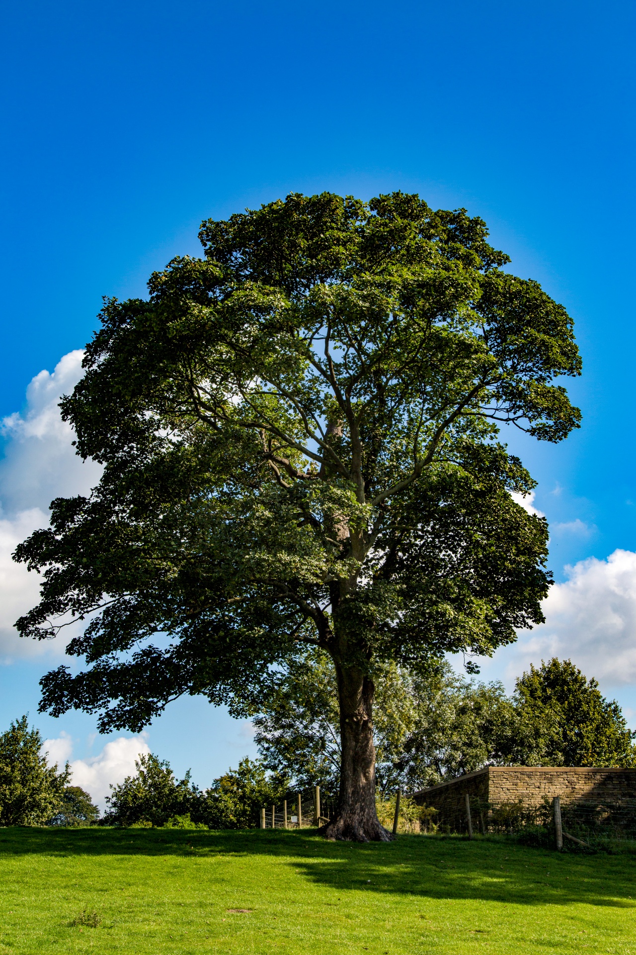 tree field outdoor free photo