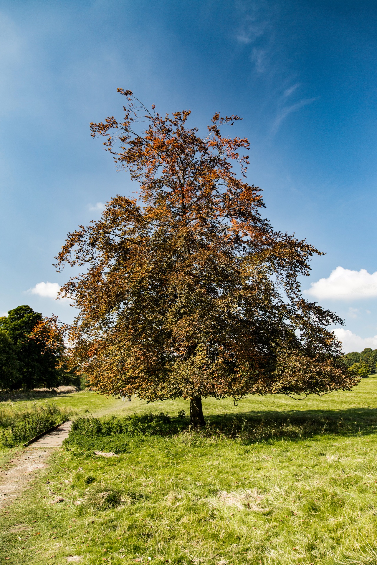 tree field outdoor free photo