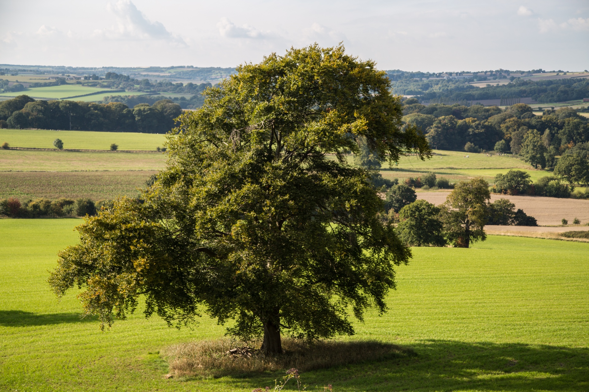 tree field outdoor free photo