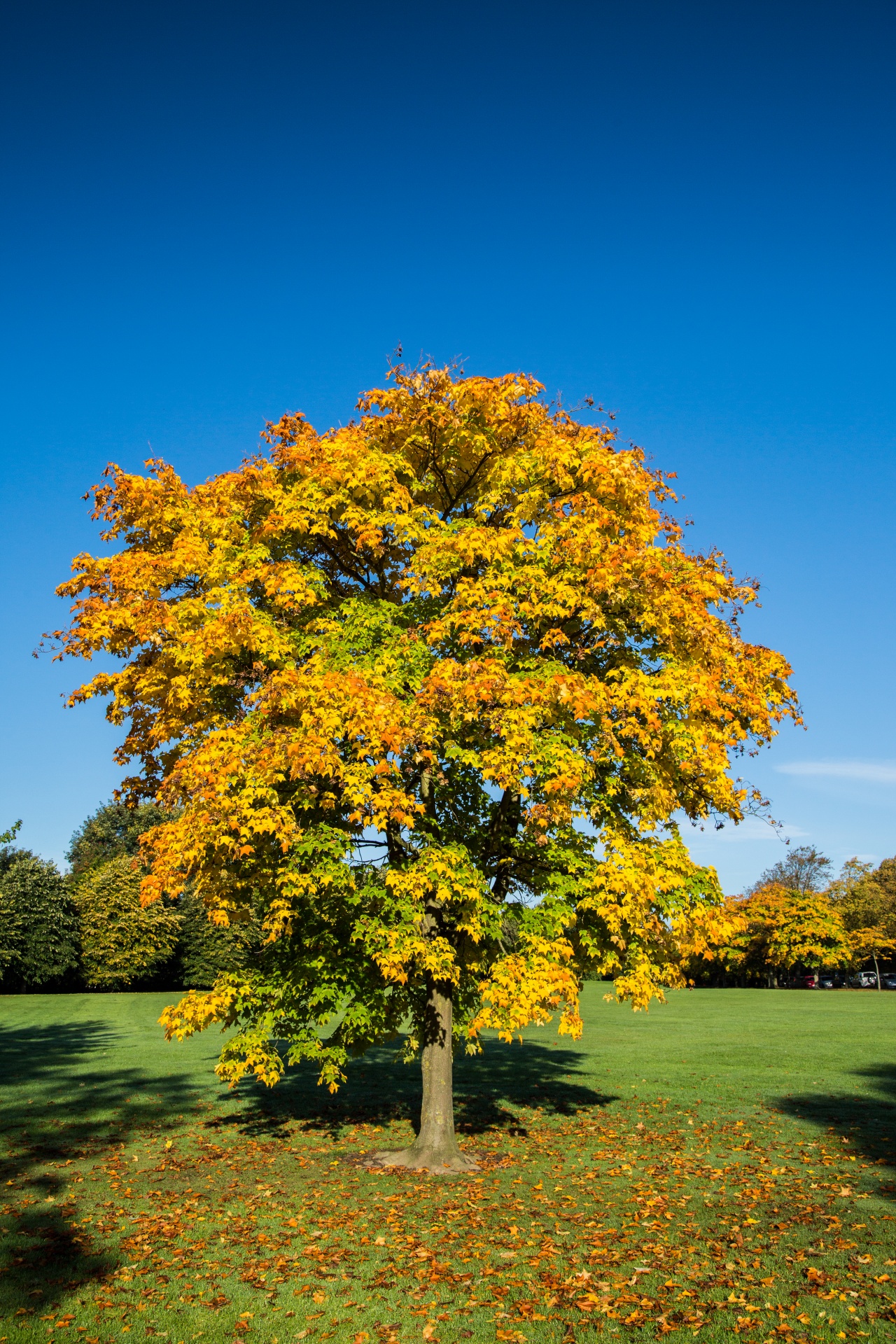 tree field outdoor free photo