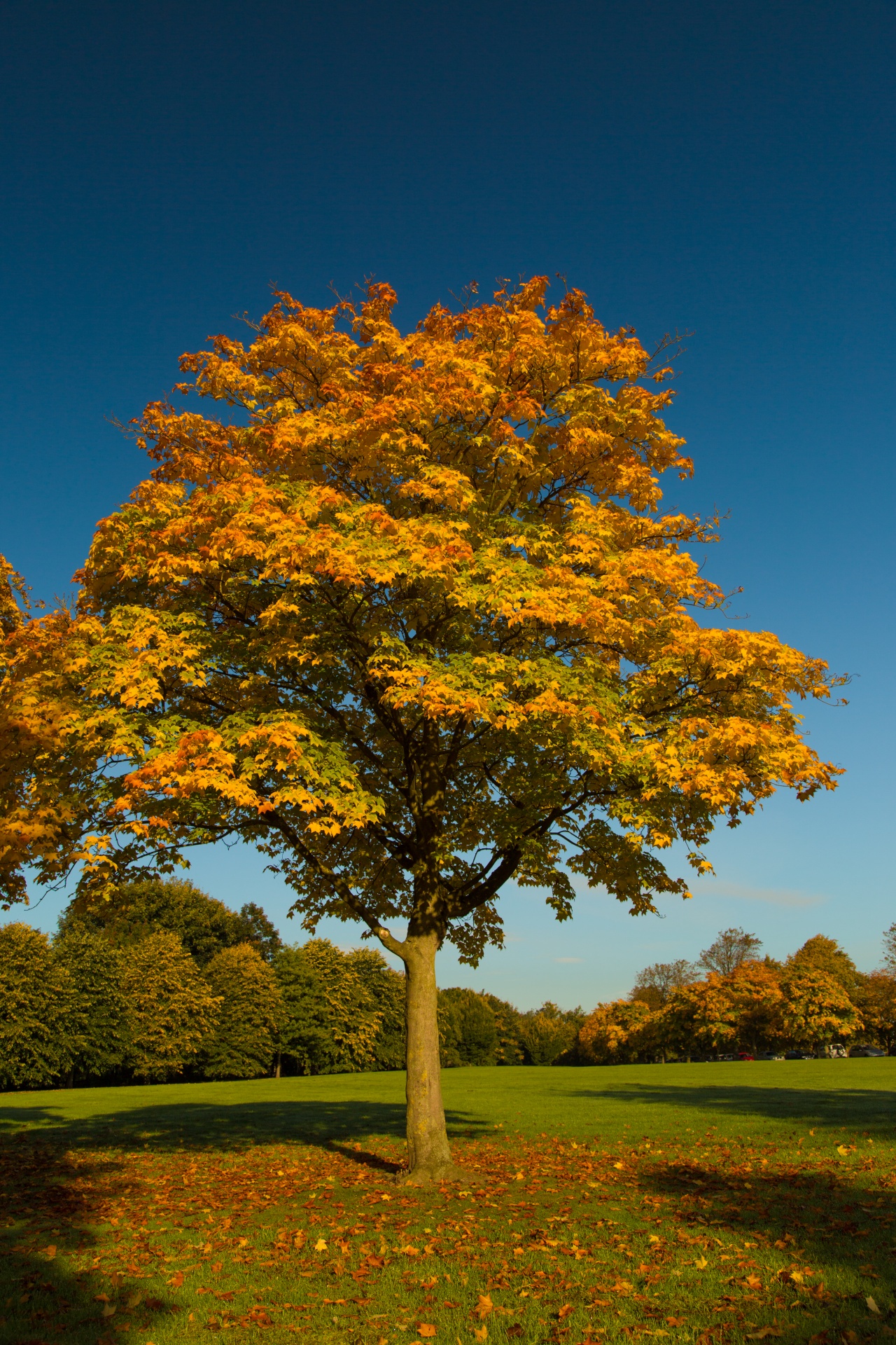 tree field outdoor free photo