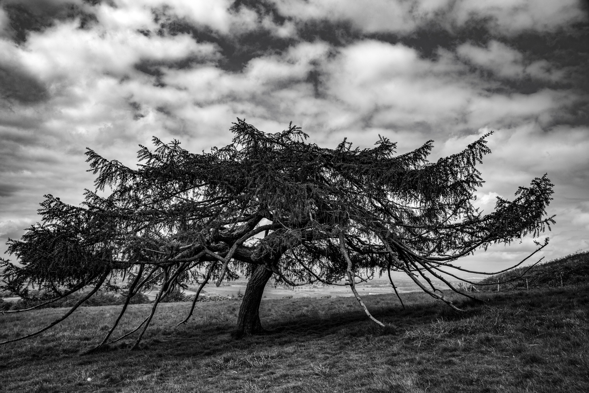 tree field outdoor free photo