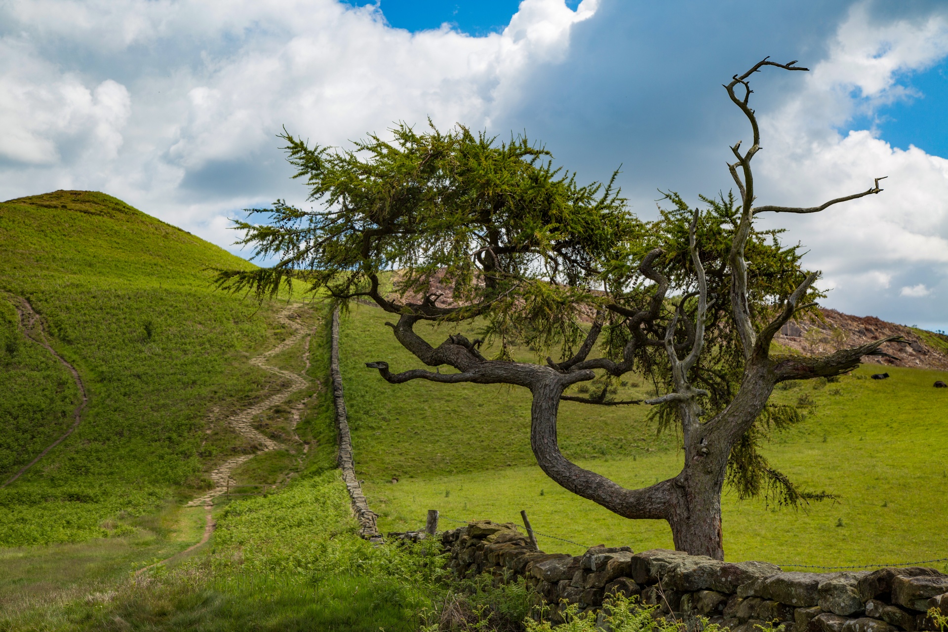 tree field outdoor free photo