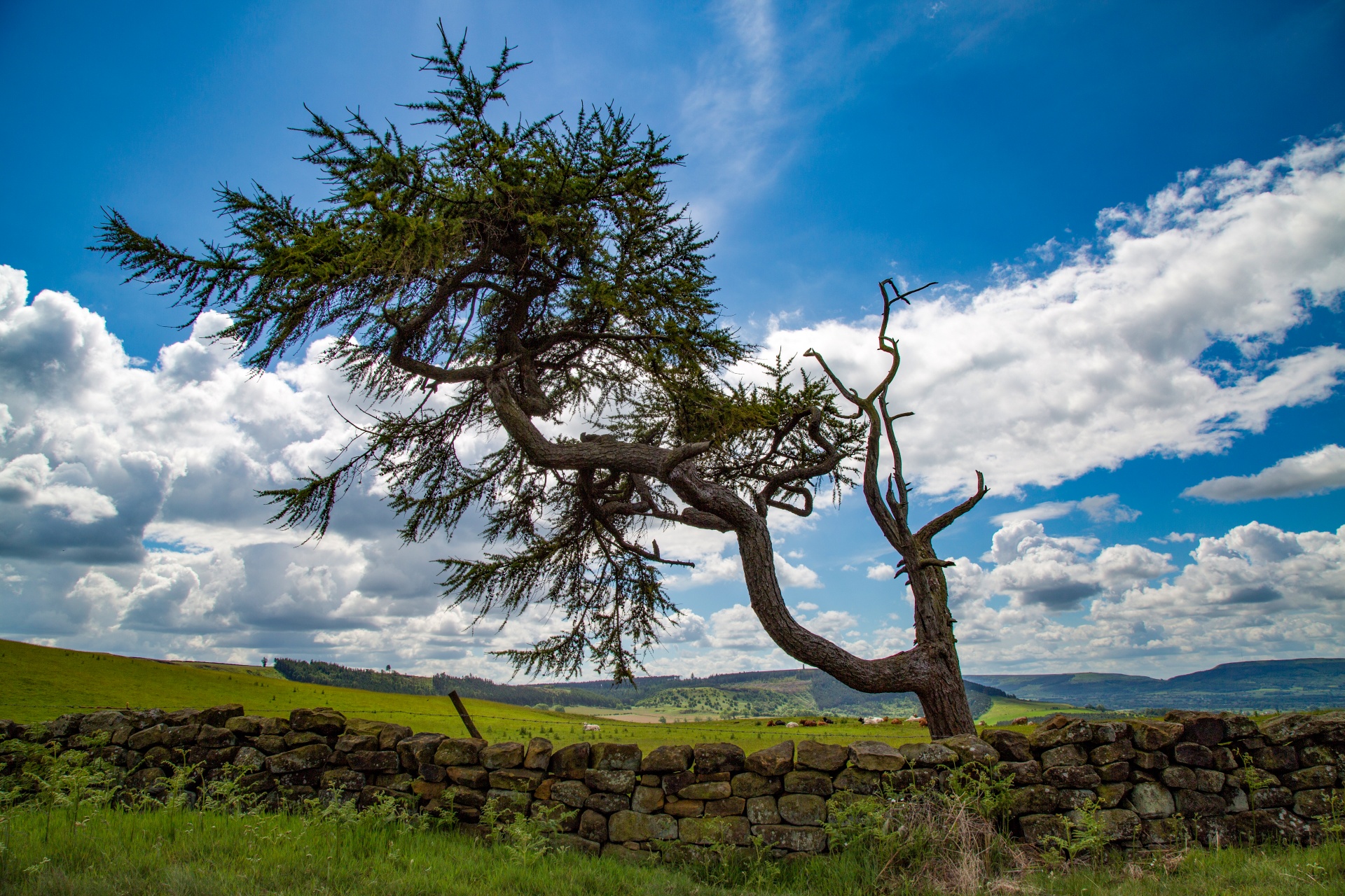 tree field outdoor free photo