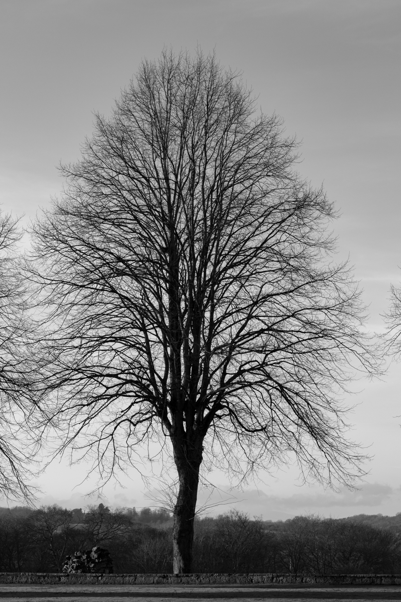 tree field outdoor free photo