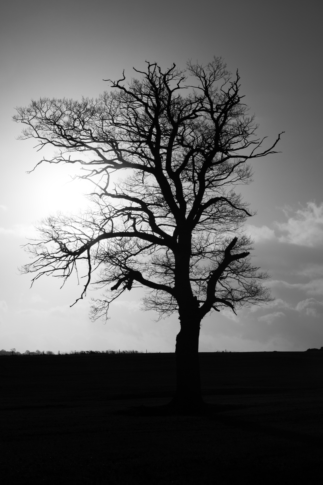 tree field outdoor free photo