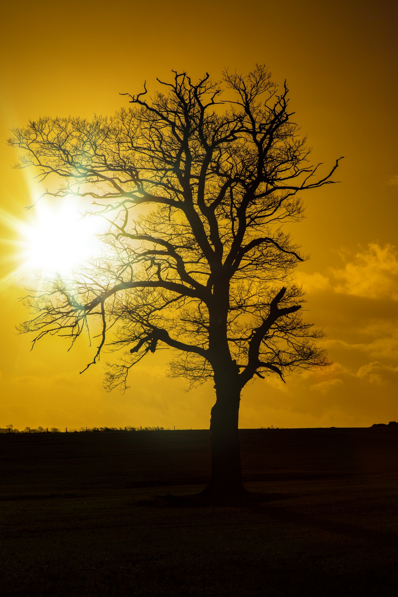 tree field outdoor free photo