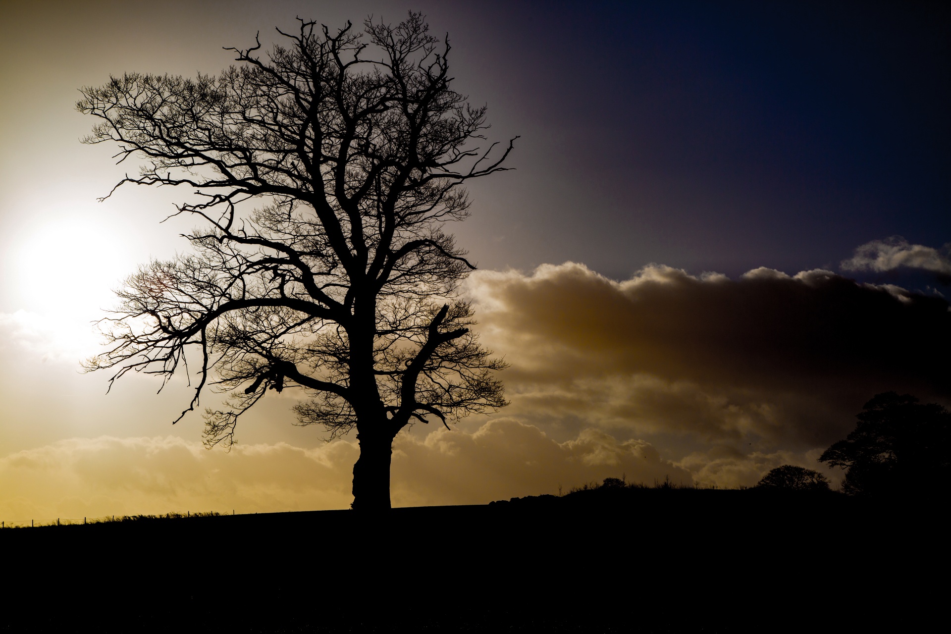 tree field outdoor free photo