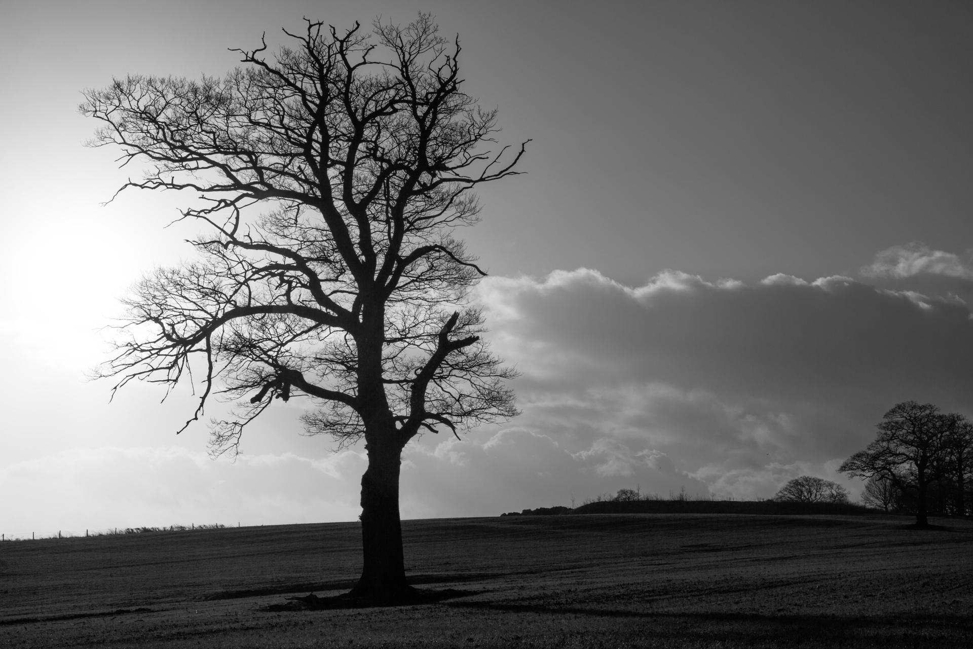 tree field outdoor free photo