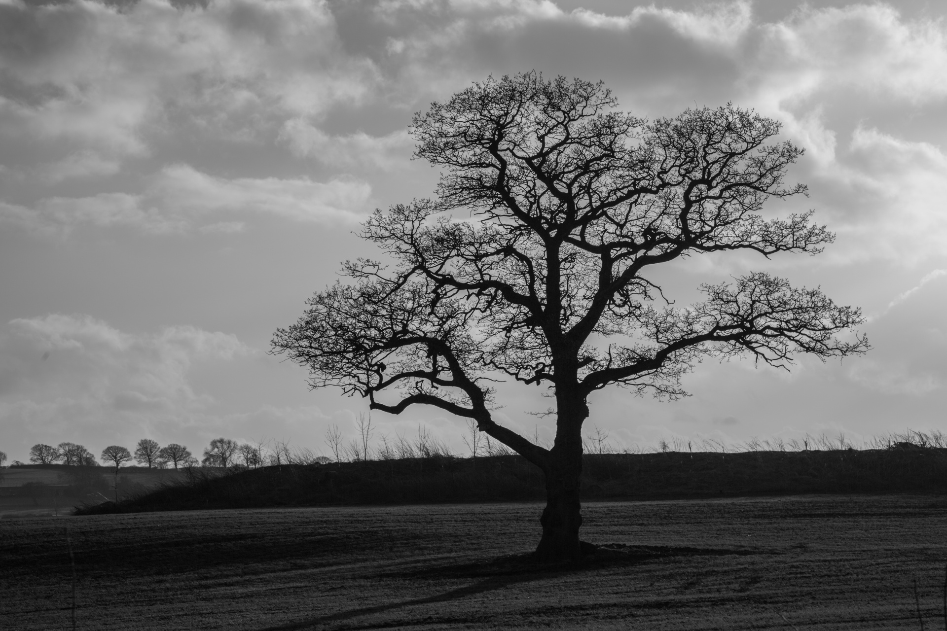 tree field outdoor free photo