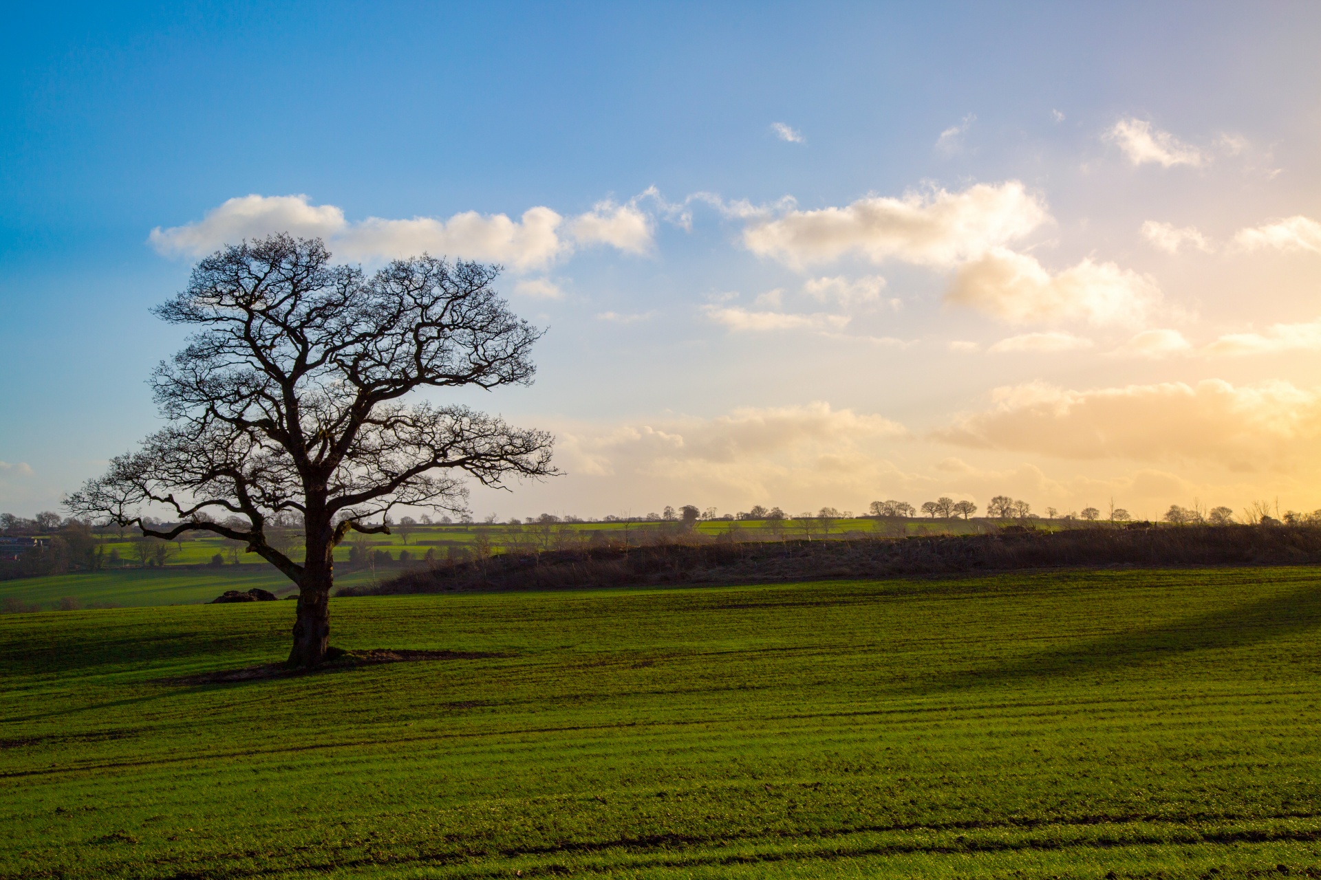 tree field outdoor free photo