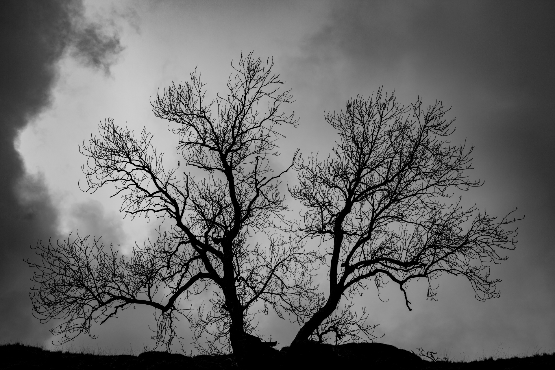 tree field outdoor free photo