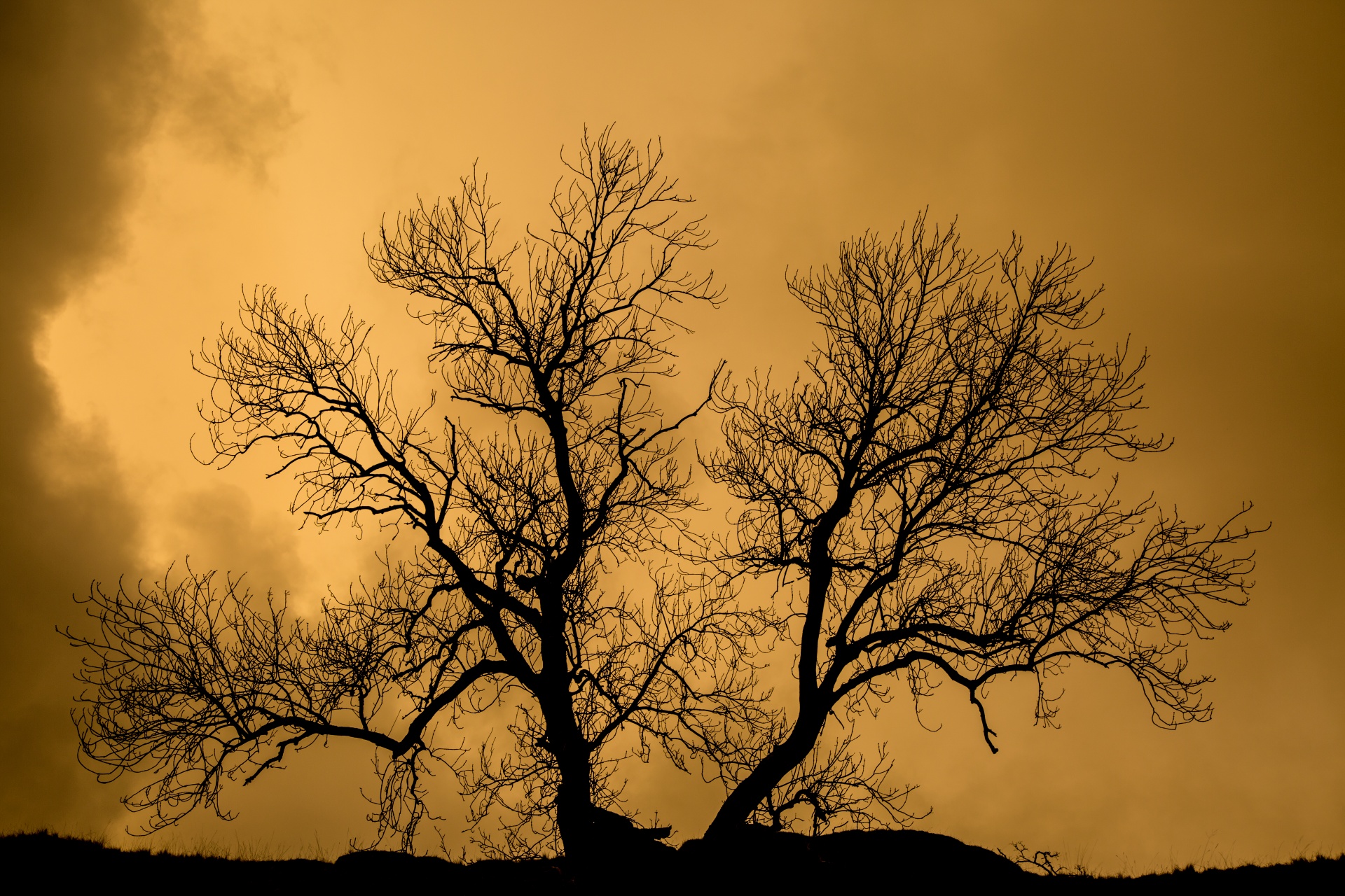 tree field outdoor free photo