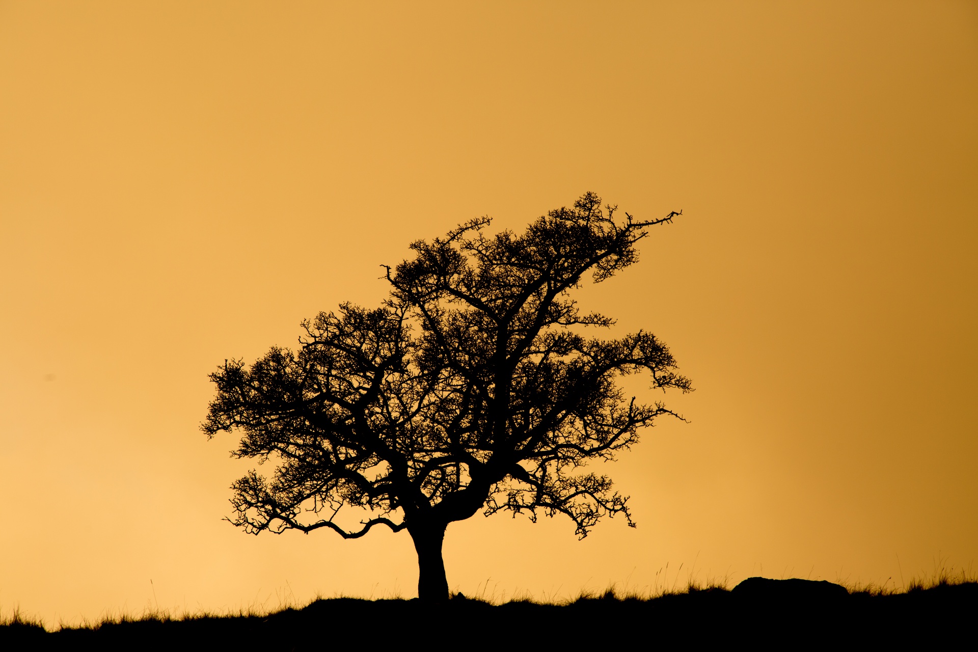 tree field outdoor free photo