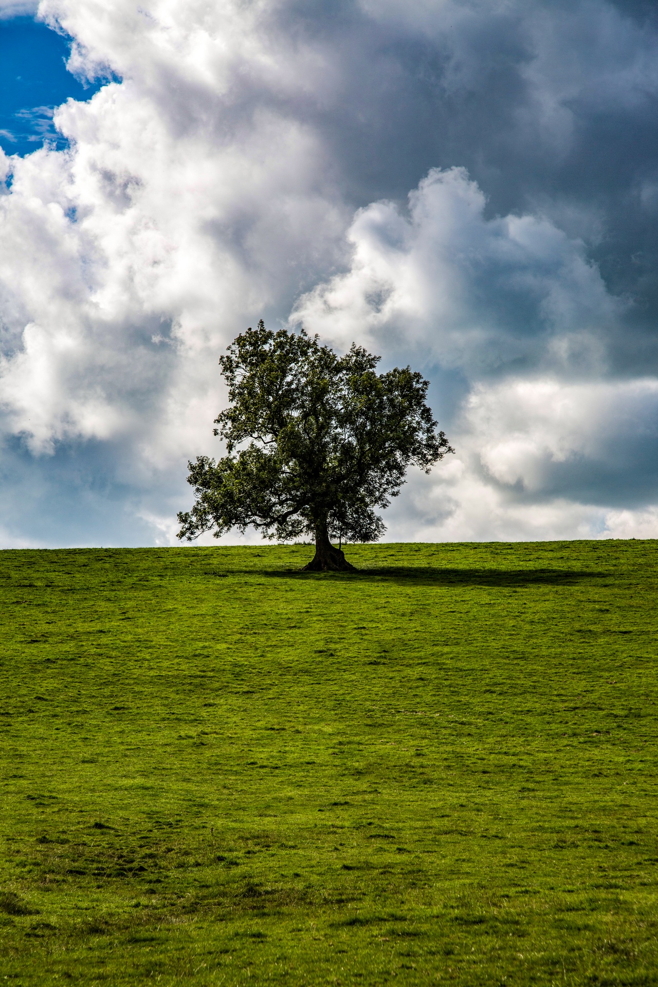 tree field outdoor free photo