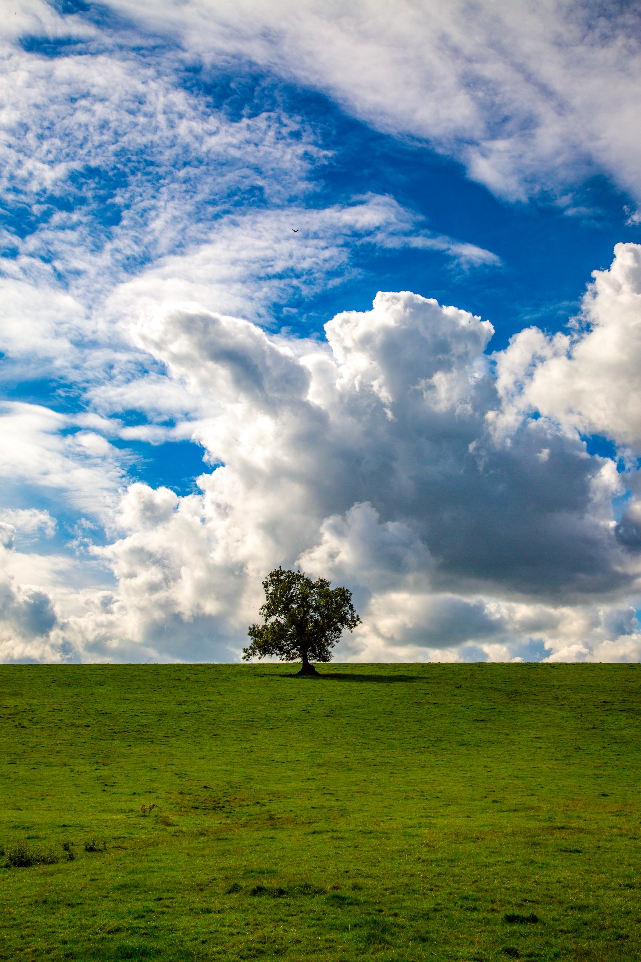 tree field outdoor free photo