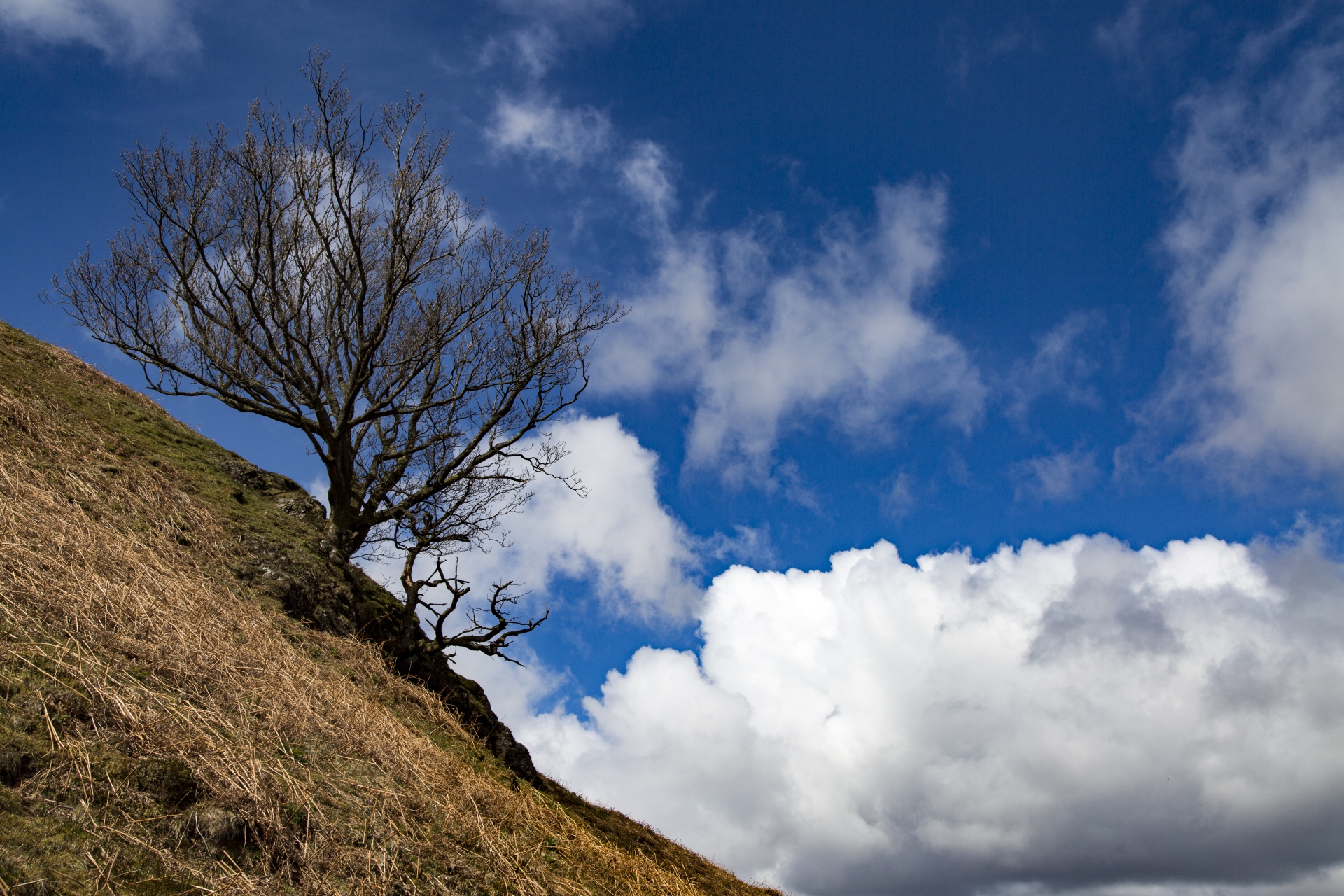 tree field outdoor free photo