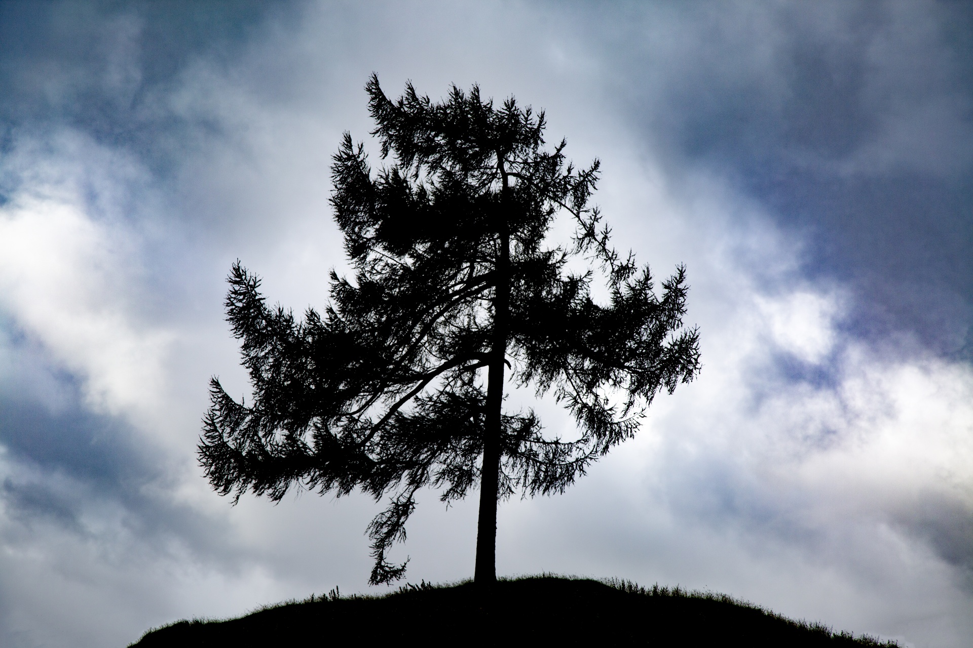 alone tree nature free photo