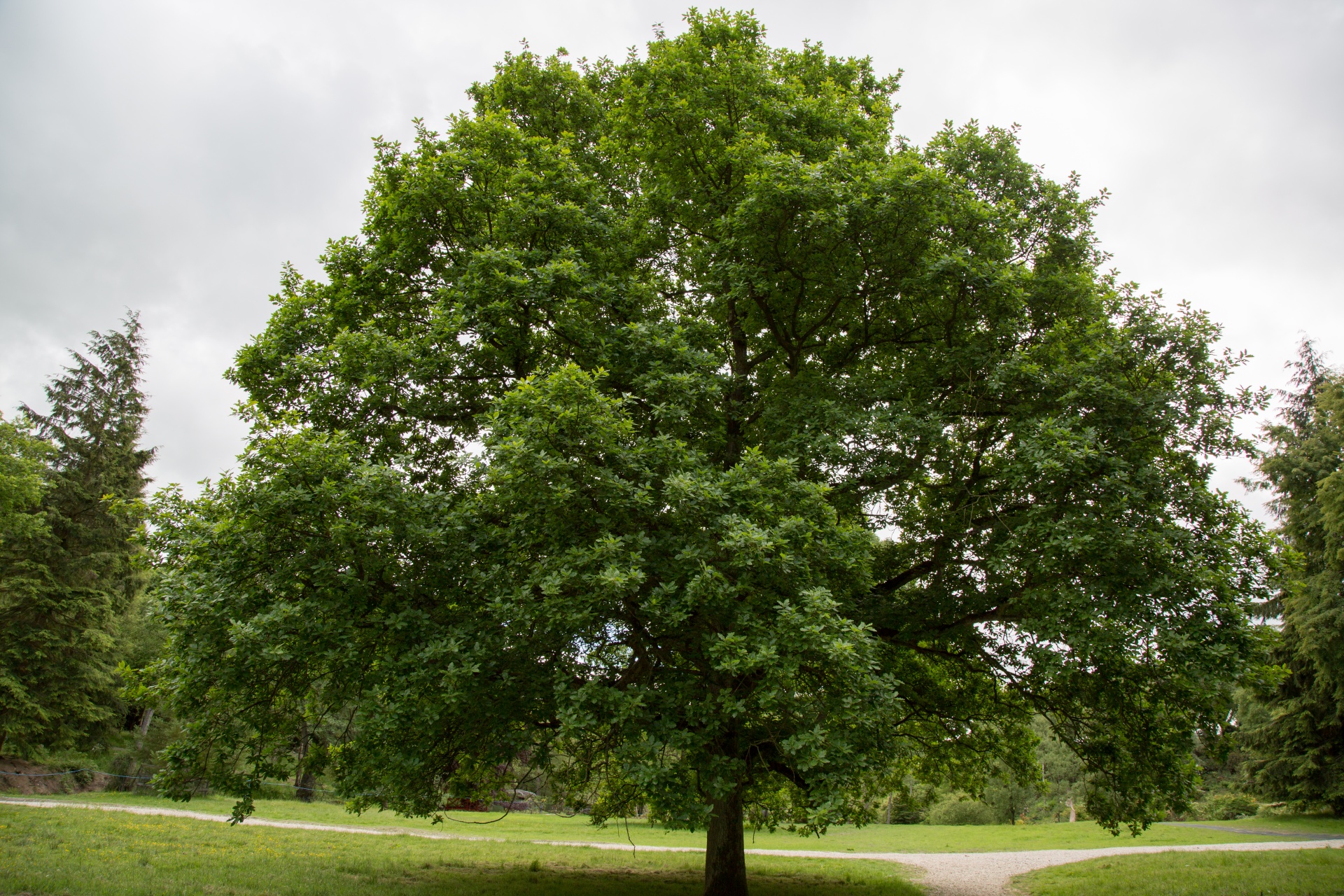 alone tree nature free photo