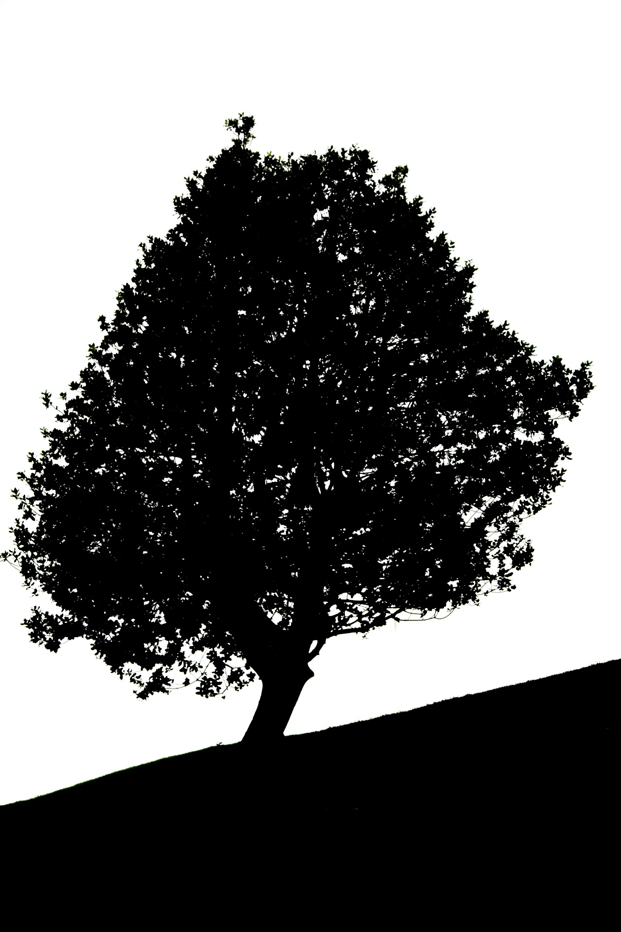 alone tree nature free photo