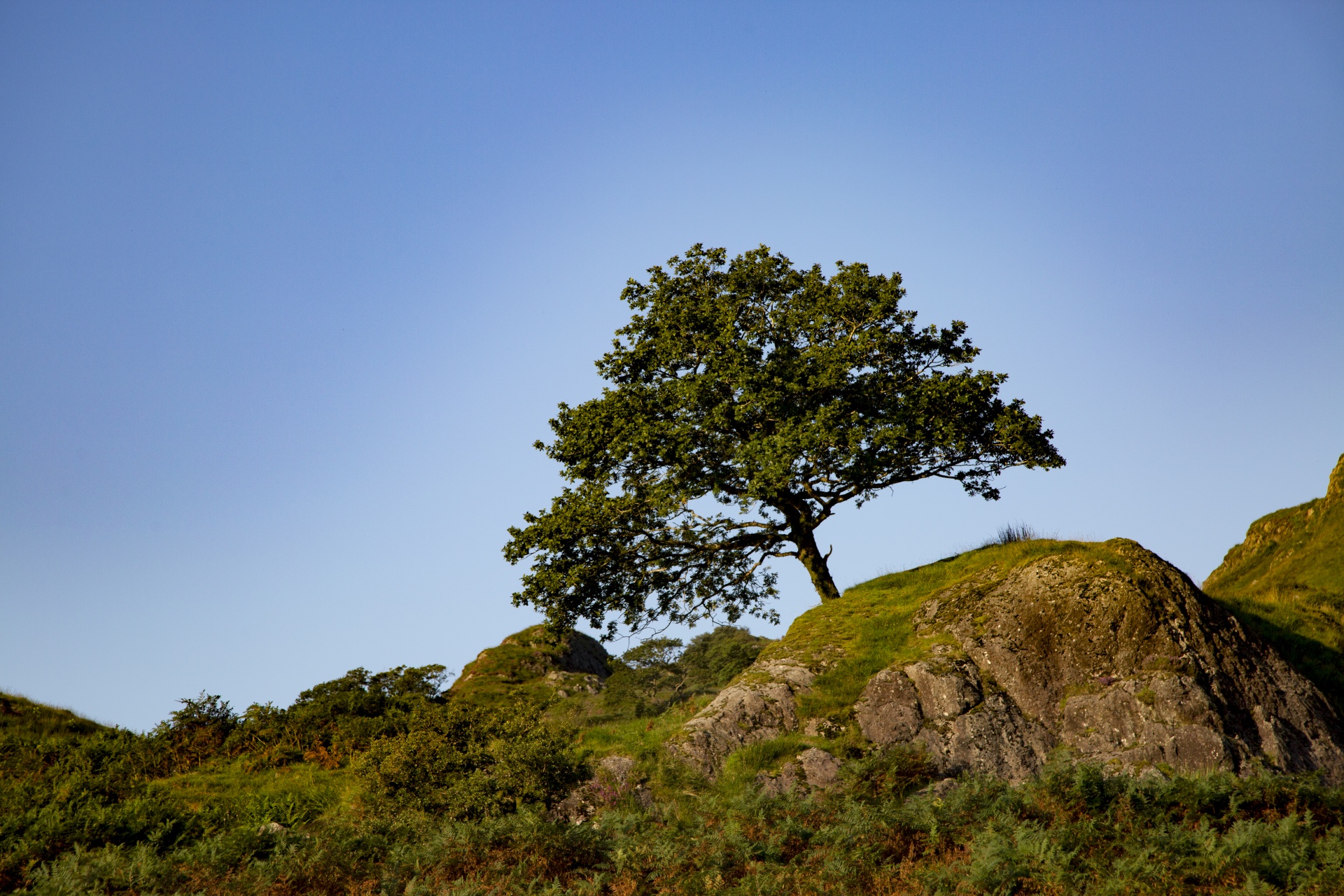 alone tree nature free photo